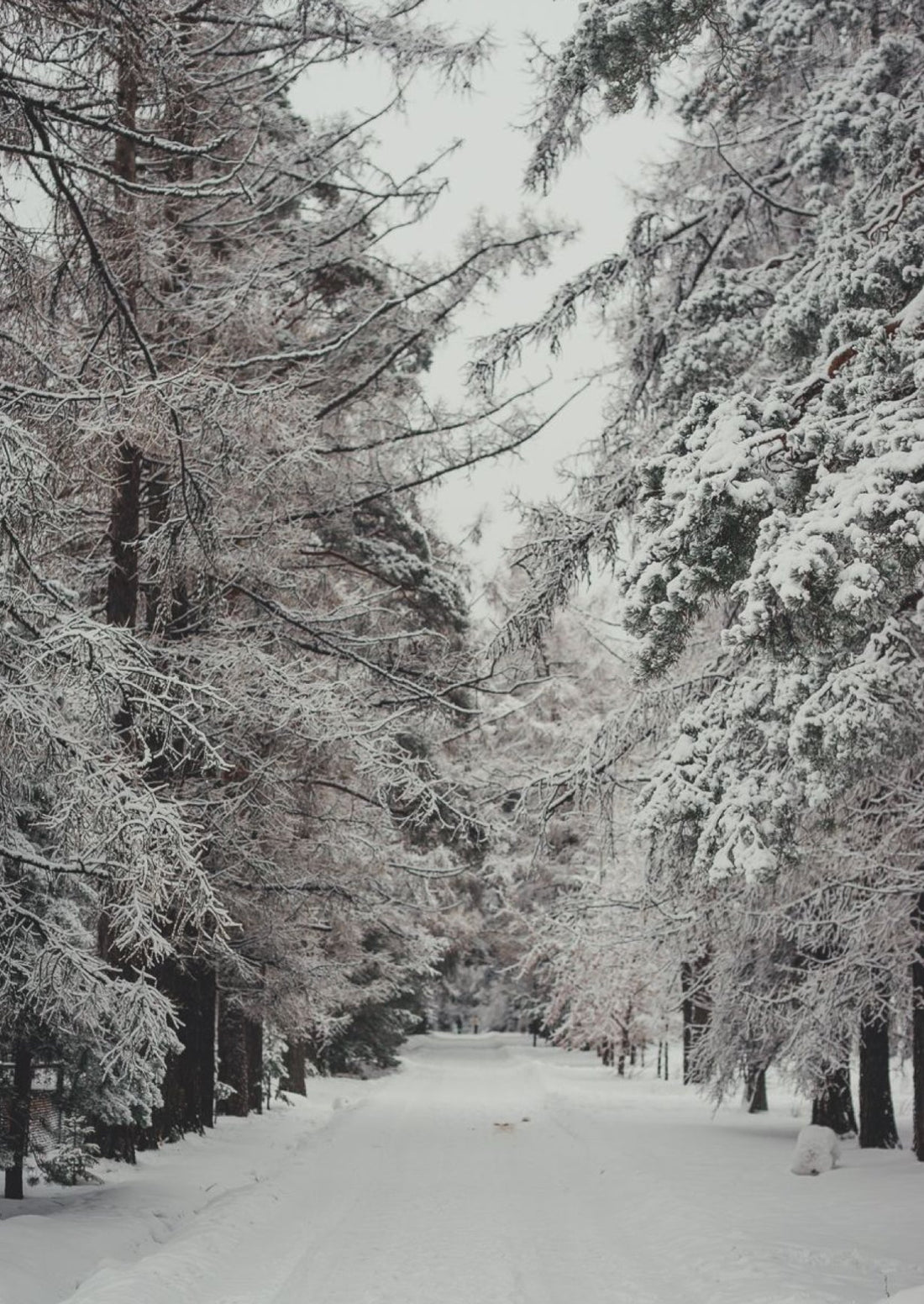 How to winter-proof your hair❄️