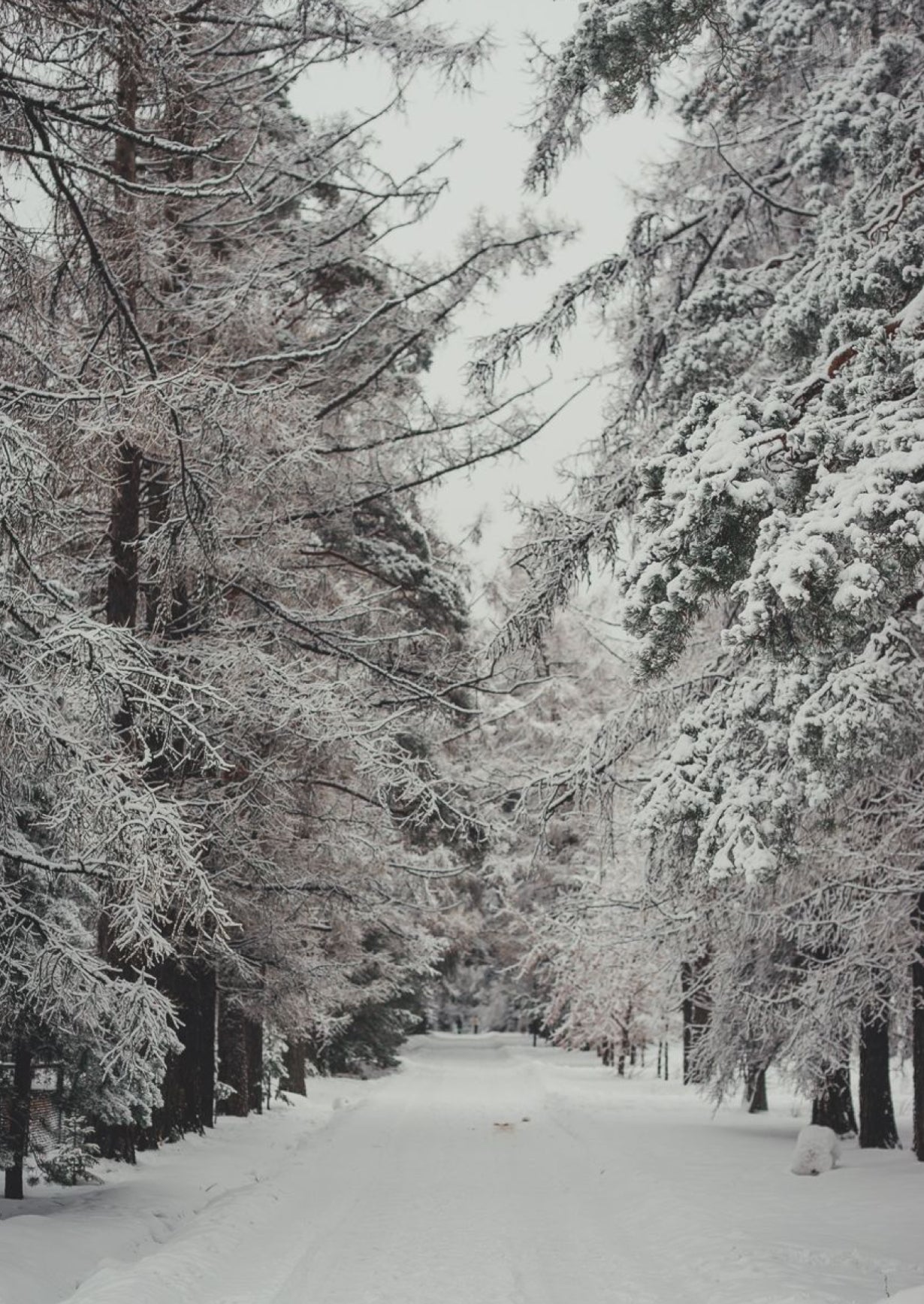 How to winter-proof your hair❄️